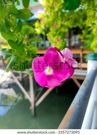 Beautiful pink flower in the garden. Selective focus. nature.