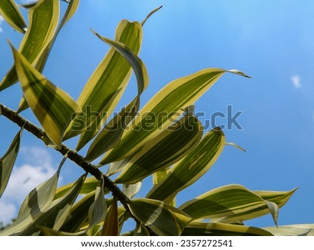 background of leaves and sky during the day