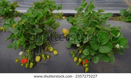 Strawberries or stroberi. It is a plant that comes from the Rosaceae family (Fragaria x ananassa). This plant flowers when it is 2 months old