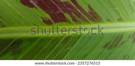Vibrant green leaf veins in stunning macro detail, perfect background for any project.