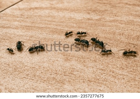 The carpenter ants always travel in a line in order to not get lost from thein group. Royalty-Free Stock Photo #2357277675