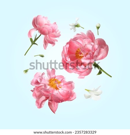 Beautiful coral peony flowers falling on pastel light blue background