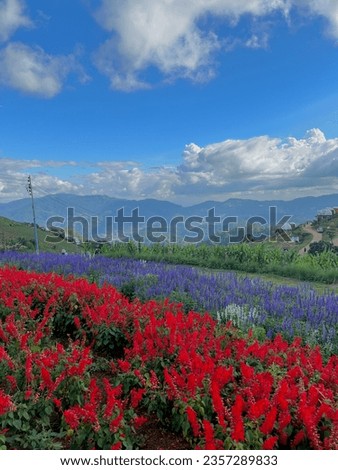Flower garden on the mountain during winter at Mon Jam Chiang Mai, Thailand Royalty-Free Stock Photo #2357289833
