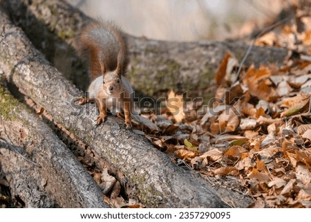 Cute lovely squirrel camouflage on tree trunk at day brown forest. Close up rodent hanging upside down and on side ground among dry leaves at fall nature park of wildlife before winter provide food