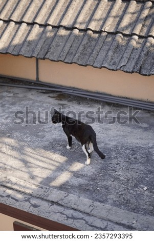 A black stray cat that was walking casually on the roof of a house