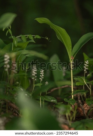 Maianthemum bifolium or false lily of the valley or May lily is often a localized common rhizomatous flowering plant. Growing in the forest. Royalty-Free Stock Photo #2357294645