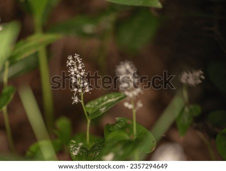 Maianthemum bifolium or false lily of the valley or May lily is often a localized common rhizomatous flowering plant. Growing in the forest. Royalty-Free Stock Photo #2357294649