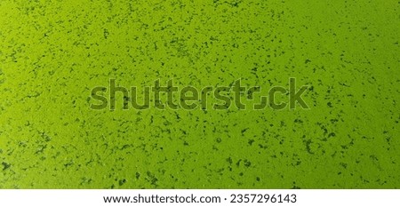 Moss photo Green water pictures Green algae