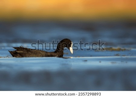 Cute black bird. Blue water background. Eurasian Coot. (Fulica atra)