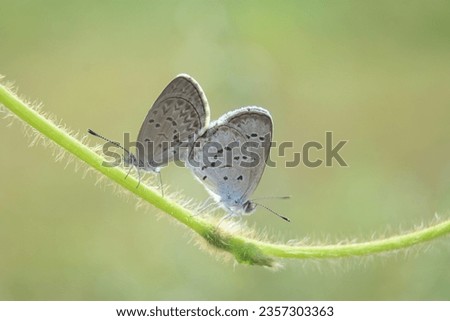 butterfly, small, mating, a pair of small butterflies mating