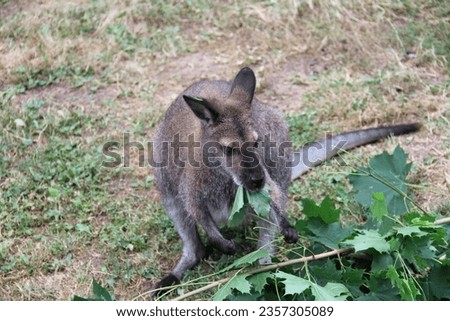 Kangaroo eating fresh maple leaves