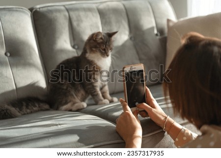 Woman taking a picture of her gray cat sitting on the sofa using smartphone