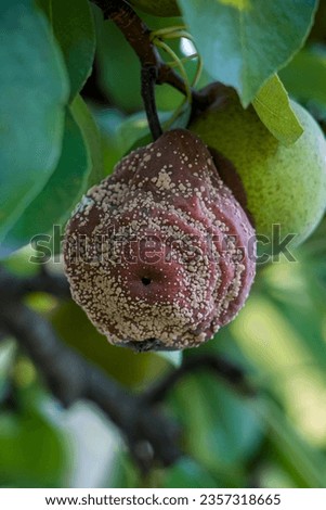 Pear moniliosis. Pears rot on a tree. Fruit rot of pear. Diseases of fruit trees. Royalty-Free Stock Photo #2357318665
