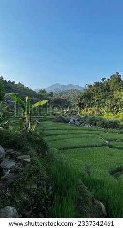 A picture of a view in a tropical country in the form of rice fields and shady trees and a river with rocky edges against a background of bright blue sky and high mountains