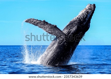 Humpback whale emerging from the deep sea and jumping off the Mexican coast of Cabo San Lucas in the Cut Sea, after migrating from the cold waters of Alaska to the warm Mexican waters of the Ocean. Royalty-Free Stock Photo #2357343639