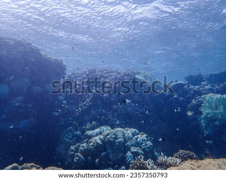Wide angle shot of a vibrant coral reef in the red sea