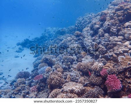 Wide angle shot of a vibrant coral reef in the red sea