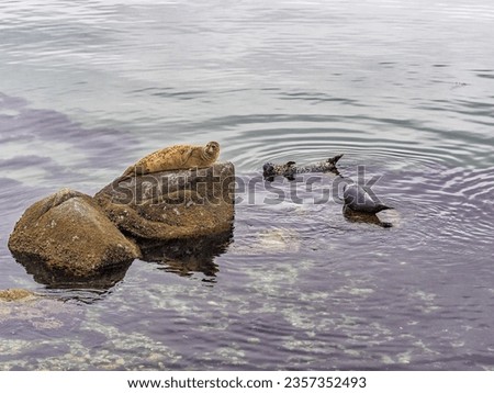 Seals on the beach of Monterey, California, USA