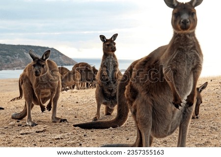 Curious kangaroos on Kangaroo Island, South Australia, Australia