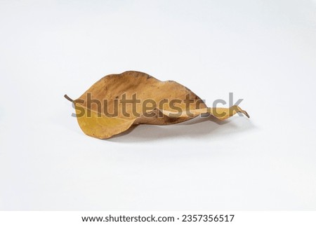 Dead Dry leaf isolated on white background autumn leaves
