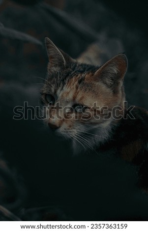 Cat Glowing Eyes In Forest