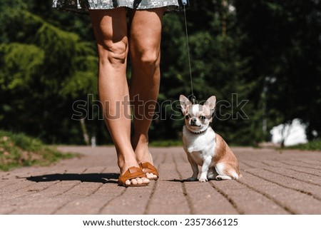white and brown chihuahua sitting in city alley with girl owner in short dress and sandals in hot sunny summer day, looking straight into camera, dogwalking concept, cropped image