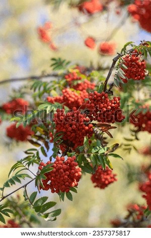 Sorbus aucuparia moutain-ash rowan tree branches with green leaves and red pomes berries on branches, blue sky Royalty-Free Stock Photo #2357375817