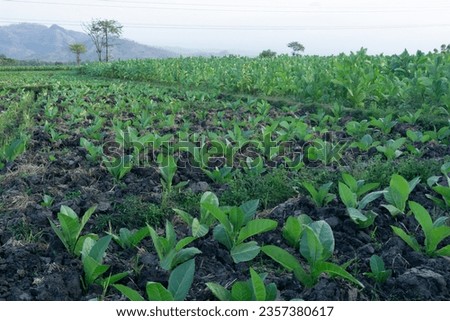 fresh tobacco plant agriculture, the leaves are commonly used as raw materials in the production of cigarettes or cigars.