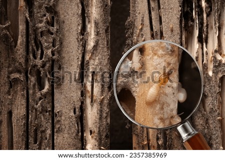 Group of the small termite destroy timber, termites eat wood and destroy buildings, magnifying glass can clearly see large termites Royalty-Free Stock Photo #2357385969