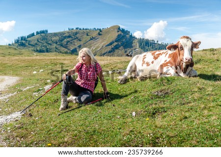 Middle aged woman hiker resting beside a cow