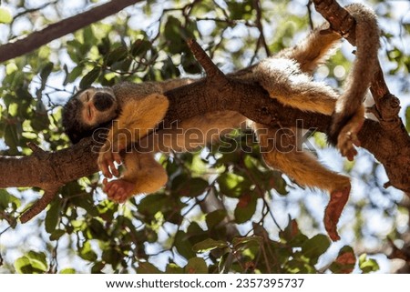 Beautiful picture of a monkey sleeping in the tree