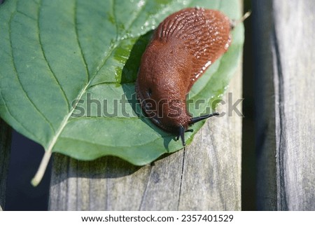 The red slug (Arion rufus), also known as the large red slug, chocolate arion and European red slug, is a species of land slug in the family Arionidae, the roundback slugs.


 Royalty-Free Stock Photo #2357401529