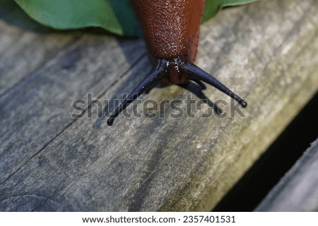 The red slug (Arion rufus), also known as the large red slug, chocolate arion and European red slug, is a species of land slug in the family Arionidae, the roundback slugs.


 Royalty-Free Stock Photo #2357401531