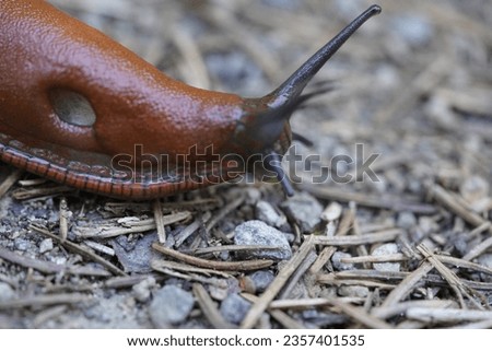 The red slug (Arion rufus), also known as the large red slug, chocolate arion and European red slug, is a species of land slug in the family Arionidae, the roundback slugs.


 Royalty-Free Stock Photo #2357401535