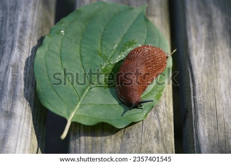 The red slug (Arion rufus), also known as the large red slug, chocolate arion and European red slug, is a species of land slug in the family Arionidae, the roundback slugs.


 Royalty-Free Stock Photo #2357401545