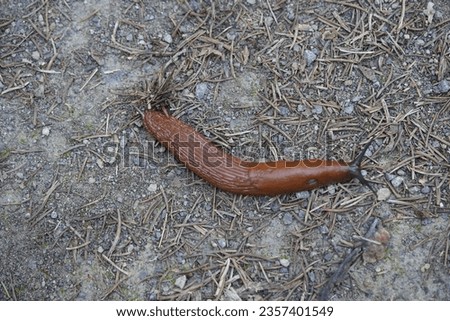 The red slug (Arion rufus), also known as the large red slug, chocolate arion and European red slug, is a species of land slug in the family Arionidae, the roundback slugs.


 Royalty-Free Stock Photo #2357401549
