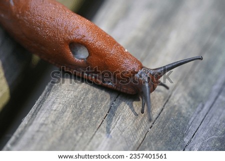 The red slug (Arion rufus), also known as the large red slug, chocolate arion and European red slug, is a species of land slug in the family Arionidae, the roundback slugs.


 Royalty-Free Stock Photo #2357401561
