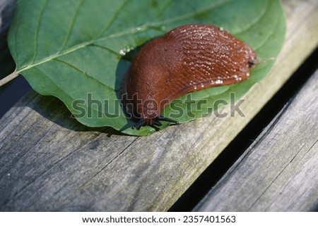 The red slug (Arion rufus), also known as the large red slug, chocolate arion and European red slug, is a species of land slug in the family Arionidae, the roundback slugs.


 Royalty-Free Stock Photo #2357401563