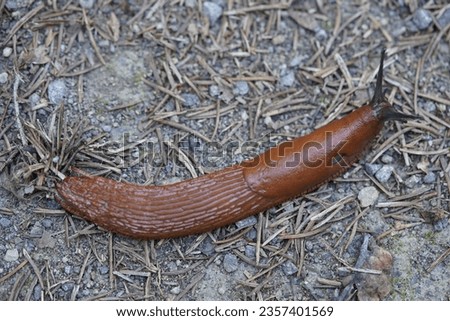 The red slug (Arion rufus), also known as the large red slug, chocolate arion and European red slug, is a species of land slug in the family Arionidae, the roundback slugs.


 Royalty-Free Stock Photo #2357401569