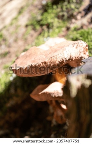 Forest dung beetle in the forest on a log, Anoplotrupes stercorosus Royalty-Free Stock Photo #2357407751