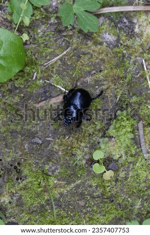 Forest dung beetle in the forest on a log, Anoplotrupes stercorosus Royalty-Free Stock Photo #2357407753