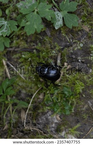 Forest dung beetle in the forest on a log, Anoplotrupes stercorosus Royalty-Free Stock Photo #2357407755