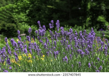 Lavendel Lavandula angustifolia.Violet fields of cultivated lavender.Purple Lavender Flowers Against Blurred Meadow Background. Royalty-Free Stock Photo #2357407845
