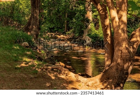 On the bank of a forest stream in the shade. Cold creek in forest. Forest river stream. Forest stream in shadows Royalty-Free Stock Photo #2357413461