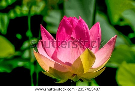 Beautiful water lily flower close-up. Waterlily in macro. Water lily in macro view. Water lily lotus flower Royalty-Free Stock Photo #2357413487