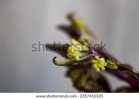 makro flwer bud black cabbage   green

drops ribbon flower