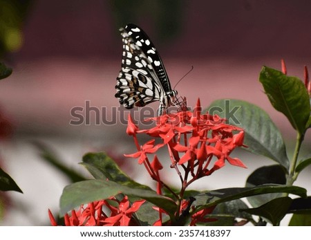A beautiful butterfly on red flower 