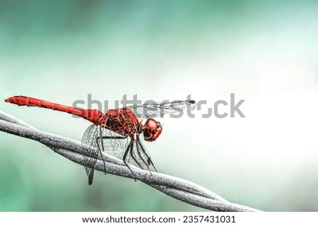 Sympétrum Sanguin (Sympetrum sanguineum) red dragonfly Royalty-Free Stock Photo #2357431031
