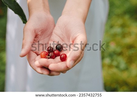 Closeup on hands of unrecognizable girls holding red fruits. Picked wild cherries, held in the hands of a child. fruit in the hands of a girl
