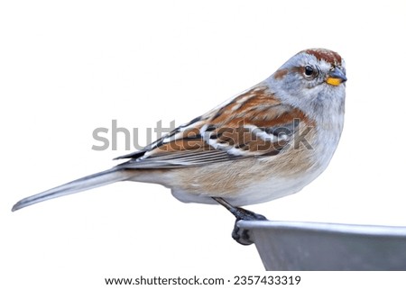 American Tree Sparrow: A winter visitor with a rusty cap.